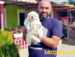 MÜKEMMEL PEKİNES YAVRULAR 2