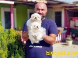 MÜKEMMEL PEKİNES YAVRULAR 4