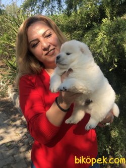 Mükemmel Pofuduk Chow Chow Çin Aslanı Yavrularımız 5