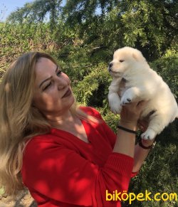 Mükemmel Pofuduk Chow Chow Çin Aslanı Yavrularımız 4