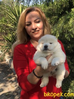 Mükemmel Pofuduk Chow Chow Çin Aslanı Yavrularımız 3
