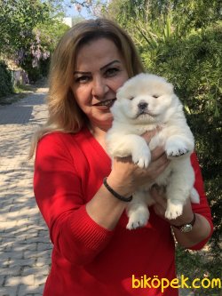 Mükemmel Pofuduk Chow Chow Çin Aslanı Yavrularımız 2