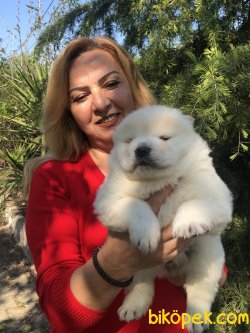 Mükemmel Pofuduk Chow Chow Çin Aslanı Yavrularımız 1