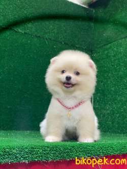 Mükemmel Pomeranian Boo Yavrular 4