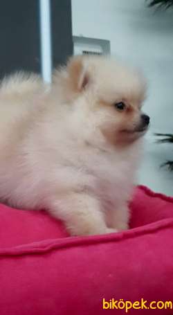 MÜKEMMEL POMERANİAN BOO YAVRULARI 3