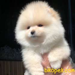 Mükemmel Pomeranian BOO Yavrumuz  2