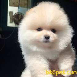 Mükemmel Pomeranian BOO Yavrumuz  1