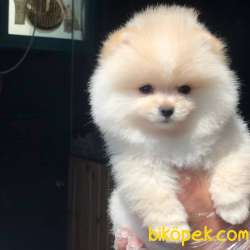 Mükemmel Pomeranian BOO Yavrumuz  3