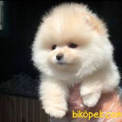 Mükemmel Pomeranian BOO Yavrumuz  4
