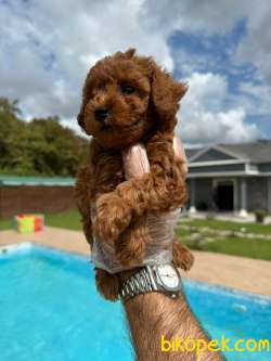 Mükemmel Poodle Bebeklerimiz 3