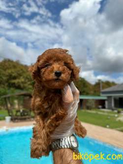 Mükemmel Poodle Bebeklerimiz 2