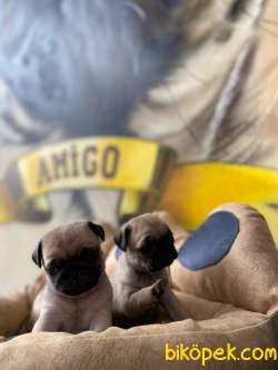 MÜKEMMEL PUG MOBS YAVRULARIMIZ 2