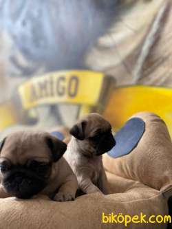 MÜKEMMEL PUG MOBS YAVRULARIMIZ 3