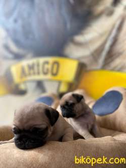 MÜKEMMEL PUG MOBS YAVRULARIMIZ 4