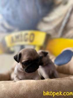 MÜKEMMEL PUG MOBS YAVRULARIMIZ 5