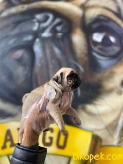 MÜKEMMEL PUG MOBS YAVRULARIMIZ 1