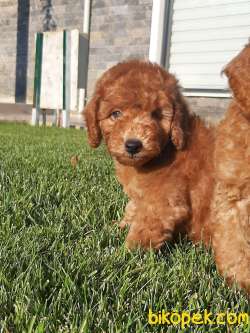 MUKEMMEL Red Brown Toy Poodle Yavrulari GELDI 2