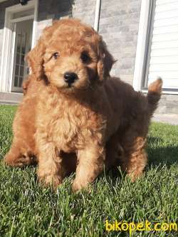 MUKEMMEL Red Brown Toy Poodle Yavrulari GELDI 5