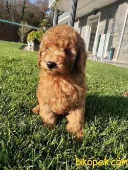 MUKEMMEL Red Brown Toy Poodle Yavrulari GELDI 1