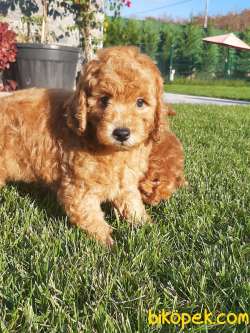 MUKEMMEL Red Brown Toy Poodle Yavrulari GELDI 4