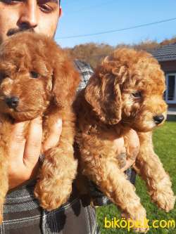 SATILIK A KALİTE TOY POODLE YAVRULARI 3