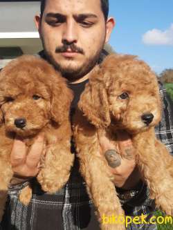 SATILIK A KALİTE TOY POODLE YAVRULARI 4