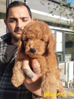 SATILIK A KALİTE TOY POODLE YAVRULARI 2