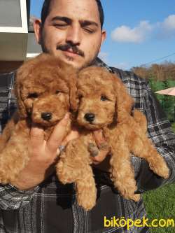 SATILIK A KALİTE TOY POODLE YAVRULARI 5