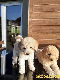 MÜKEMMEL RED TOY POODLE YAVRULARI  GELDİ 2