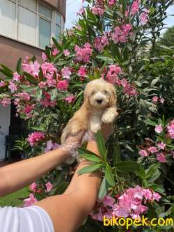 MÜKEMMEL RENKLİ MALTİPOO BEBEKLERİ 2