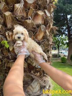 MÜKEMMEL RENKLİ MALTİPOO BEBEKLERİ 3