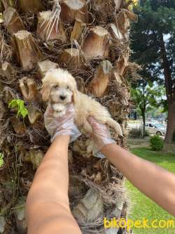 MÜKEMMEL RENKLİ MALTİPOO BEBEKLERİ 4