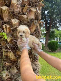 MÜKEMMEL RENKLİ MALTİPOO BEBEKLERİ 1