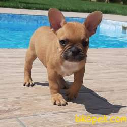 MÜKEMMEL RENKTE FRENCH BULLDOG YAVRULARI 1