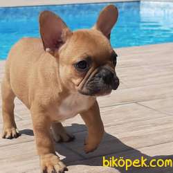 MÜKEMMEL RENKTE FRENCH BULLDOG YAVRULARI 4