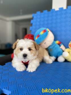 Mükemmel Renkteki Maltipoo Yavrularımız 2
