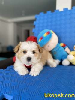 Mükemmel Renkteki Maltipoo Yavrularımız 1