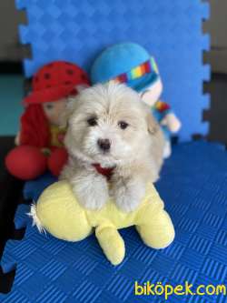 Mükemmel Renkteki Maltipoo Yavrularımız 4