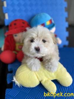 Mükemmel Renkteki Maltipoo Yavrularımız 5