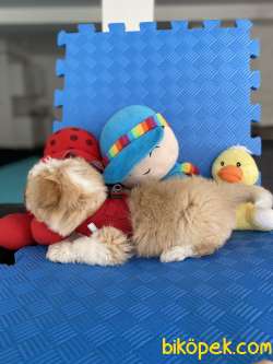 Mükemmel Renkteki Maltipoo Yavrularımız 3