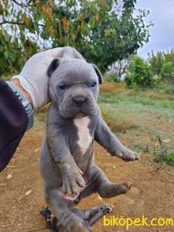 Mükemmel Safkan Cane Corso Yavrular 3