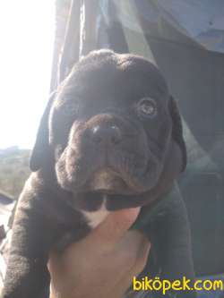 Mükemmel Safkan Cane Corso Yavrular 1