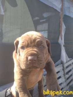 Mükemmel Safkan Cane Corso Yavrular 2