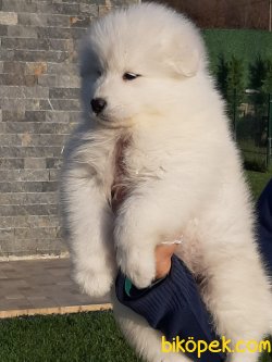 MÜKEMMEL SAMOYED YAVRULARI 2