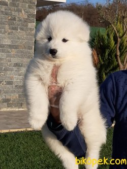 MÜKEMMEL SAMOYED YAVRULARI 3