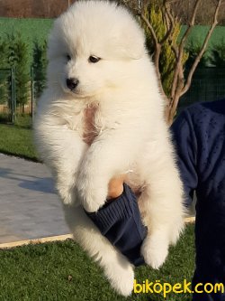 MÜKEMMEL SAMOYED YAVRULARI 1
