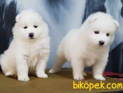 MUKEMMEL SAMOYED YAVRULARI 5