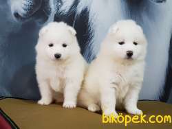 MUKEMMEL SAMOYED YAVRULARI 2