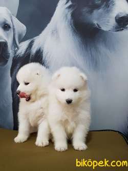 MUKEMMEL SAMOYED YAVRULARI 4