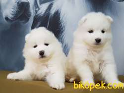 MUKEMMEL SAMOYED YAVRULARI 3